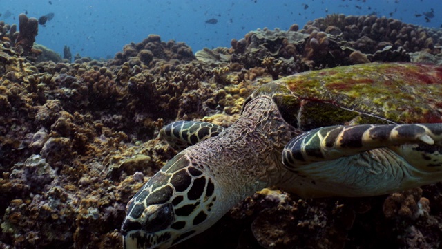 沿珊瑚礁游动的玳瑁海龟的中等镜头视频素材