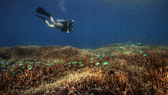 一名潜水员沿着坚硬的珊瑚礁花园游泳视频素材
