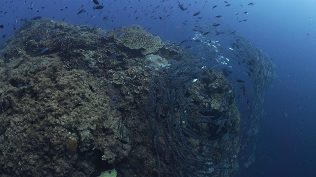 一大群梭鱼围绕在一个珊瑚礁的顶部视频素材