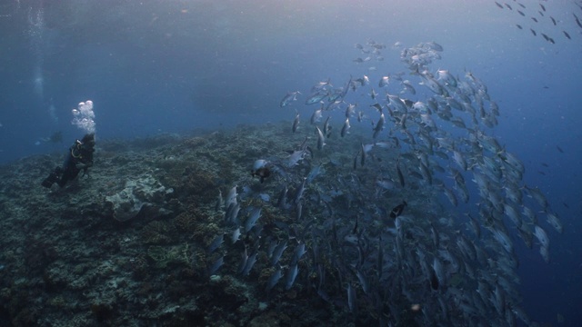 一位戴水肺的潜水员观察着一大群沿着珊瑚礁游动的鱼视频素材