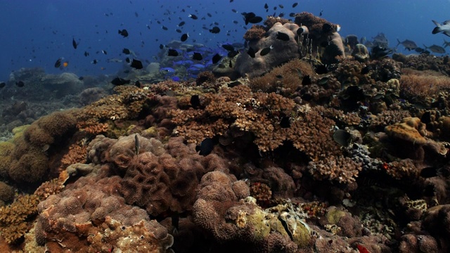 充满鱼类和海洋生物的珊瑚礁视频素材