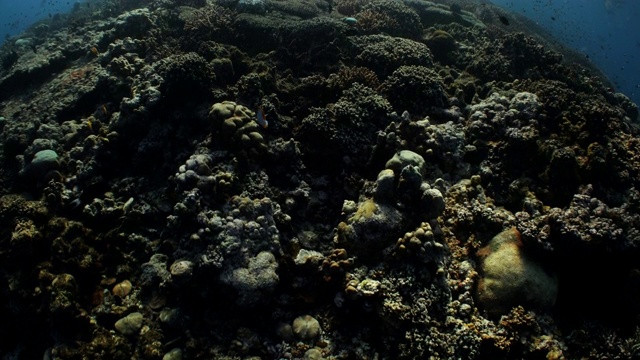 相机倾斜，露出浅浅的珊瑚礁，阳光透过水面照射视频素材