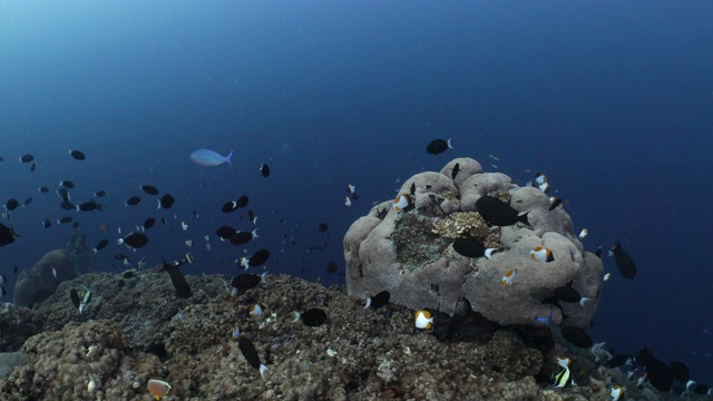巴布亚新几内亚一处被热带鱼包围的珊瑚礁视频素材