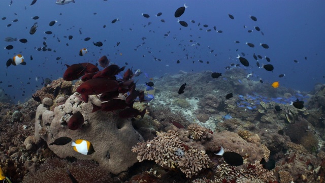巴布亚新几内亚的一处浅珊瑚礁视频素材