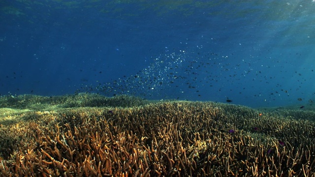 长满花和鱼群的浅硬珊瑚礁视频素材