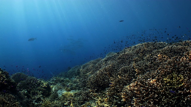 广角硬珊瑚礁与鱼群和梭鱼拍摄视频素材