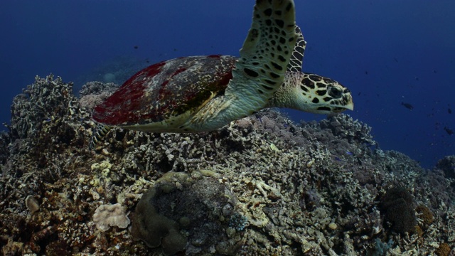 一只玳瑁海龟沿着珊瑚礁游动视频素材