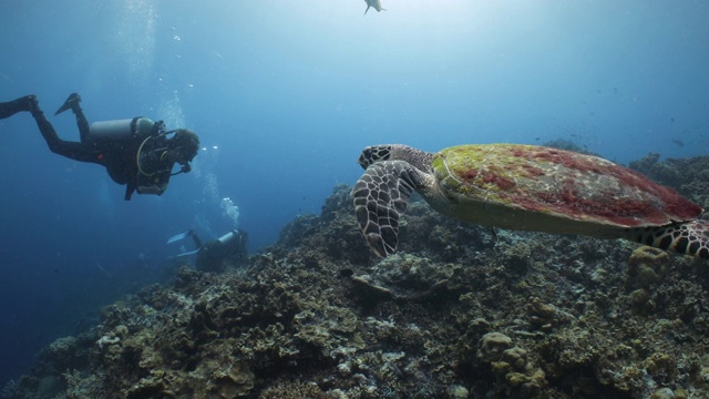 一只好奇的海龟游了进来，想看看一个戴着水肺潜水的人视频素材