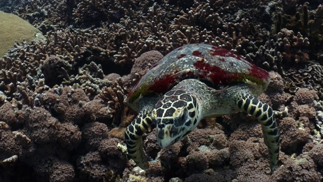 这是一只玳瑁海龟在珊瑚礁附近游泳的特写镜头视频素材