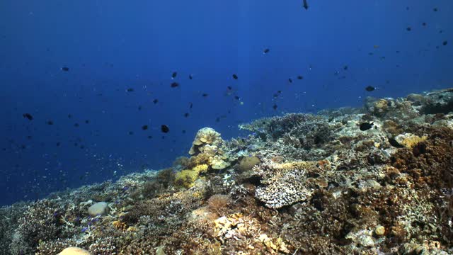 沿着坚硬的珊瑚礁墙顶部移动视频素材