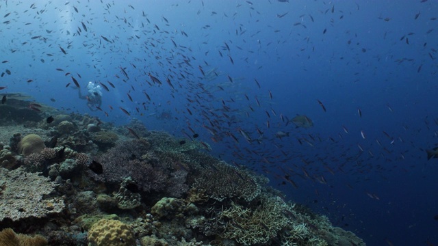 广角拍摄的2名潜水员沿着硬珊瑚礁游泳与一群热带鱼视频素材