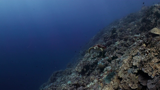 一只玳瑁龟在头顶上游过视频素材