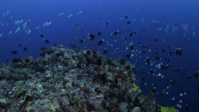 广角拍摄的珊瑚礁尖顶被热带鱼群包围视频素材