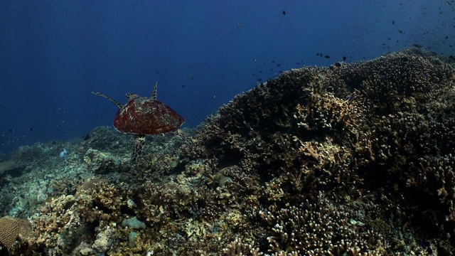 玳瑁海龟游过珊瑚礁视频素材