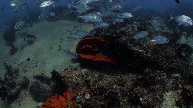 一群鲹鱼在珊瑚礁的顶部游动视频素材
