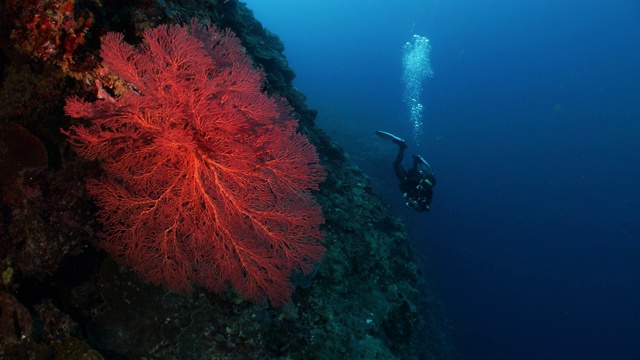 一名潜水员正在观察一个巨大的珊瑚海扇视频素材