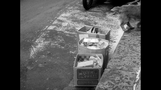 小肮脏的梗狗对着盒子小便;1963视频下载