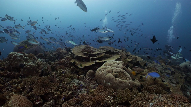 潜水员在巴布亚新几内亚探索热带珊瑚礁视频素材