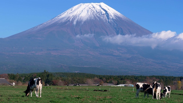 Asagiri高原上的富士山和荷斯坦奶牛视频素材