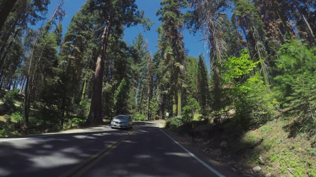 在加州红杉国家公园，POV汽车驾驶视频素材