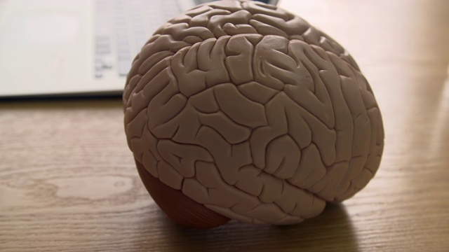 桌上放着一个大脑模型的手持CU视频下载