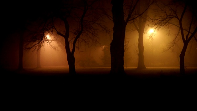 森林中神秘的迷雾之夜视频下载