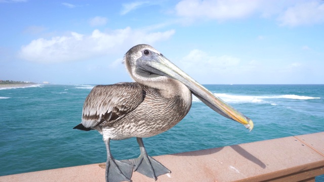 野生鹈鹕坐在大西洋码头的篱笆上，佛罗里达视频素材