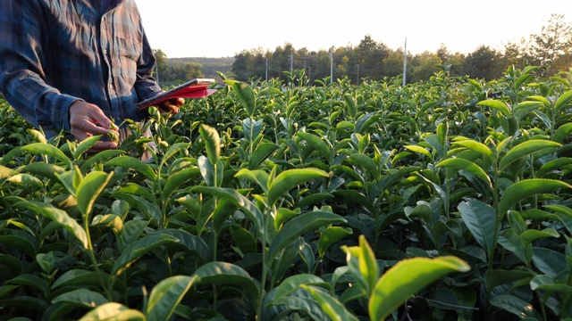 农民在绿茶种植中使用数字平板记录数据视频下载
