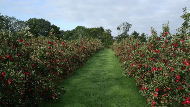 空中俯瞰英国果园里的苹果作物视频下载