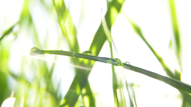 微距拍摄的绿色草与水滴在早晨的阳光。春天的感觉。视频素材
