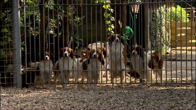 一群狗站在门口摇着尾巴。视频下载