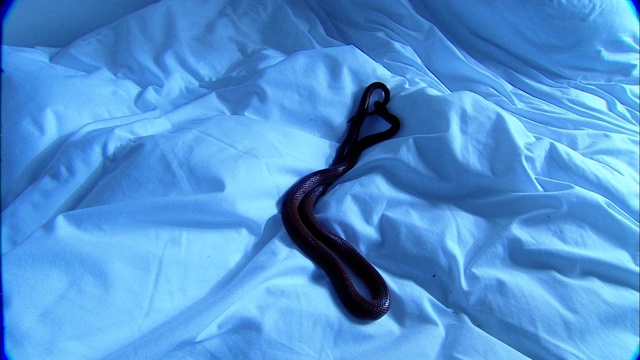 一条非洲家蛇在白色的床单上爬行。视频素材