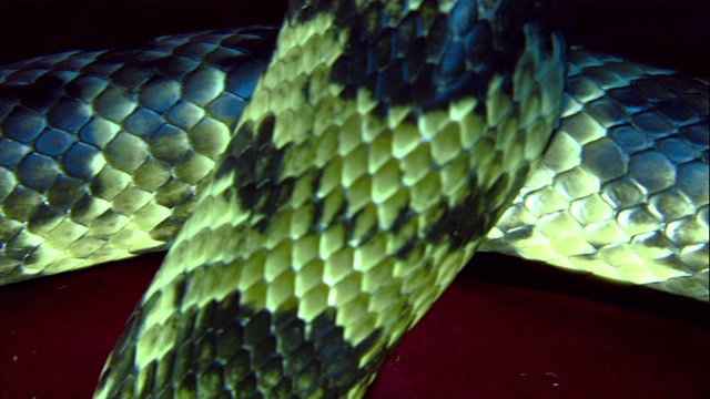 一条假的水眼镜蛇滑过一片红色的天鹅绒。视频素材