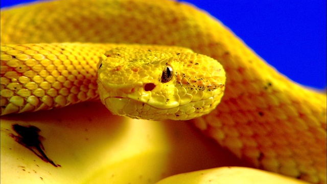 一条黄色的睫毛蛇盘绕在香蕉上。视频下载