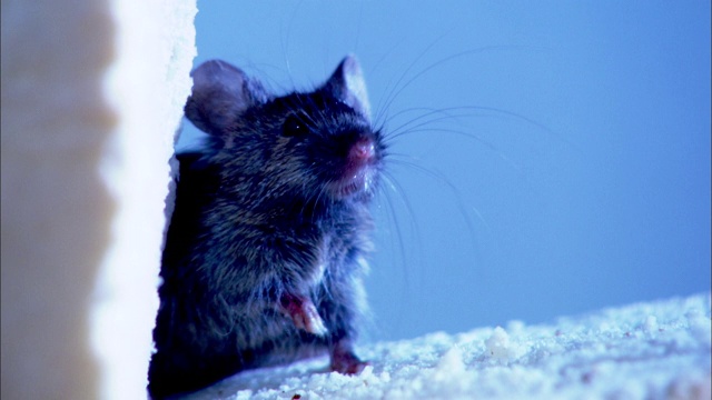 一只老鼠嗅着空气。视频下载