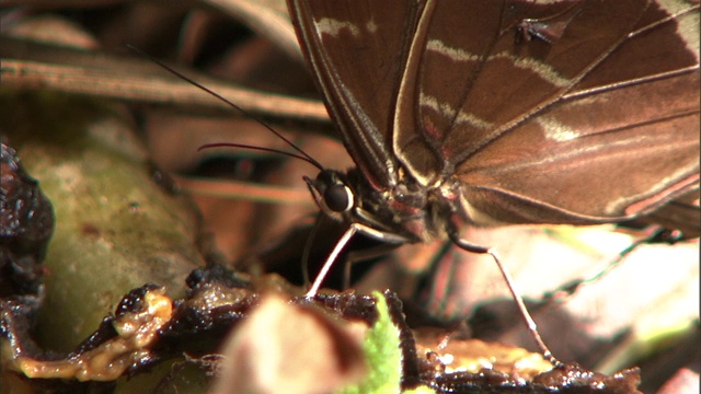 蝴蝶用它的喙吃东西。视频素材