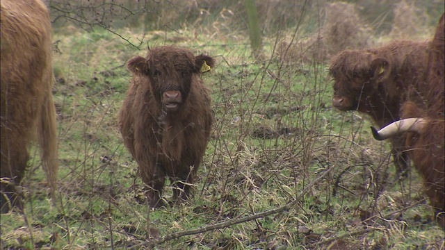 长毛牛在田野里吃草和漫步。视频素材