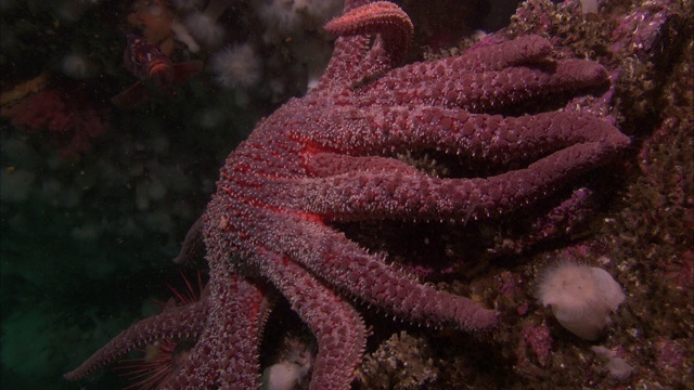 在太平洋暗礁上，一条鱼游过一只缓慢移动的章鱼海葵。视频素材