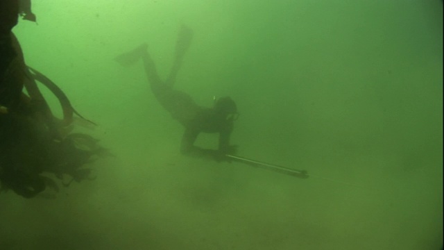 一名潜水员在摇摆的海藻之间浑浊的水中游泳。视频素材