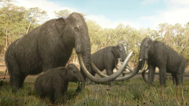 在计算机生成的动画中，一头乳齿象幼崽在它的牧群附近吃草。视频素材