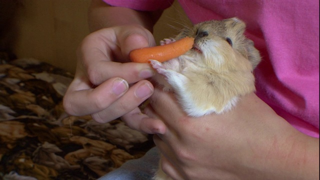 一个女人让一只豚鼠从她手中吃胡萝卜。视频素材