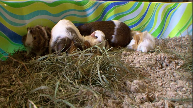 天竺鼠和它们的宝宝依偎在长满草的围栏里。视频下载