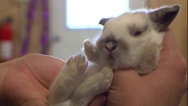 手,兔子,动物耳朵,小的视频素材