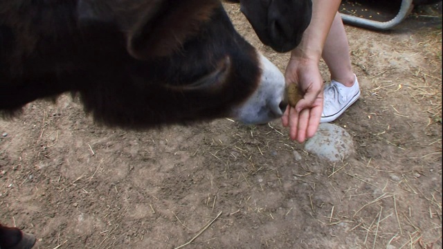 一位妇女用手喂迷你驴子。视频素材