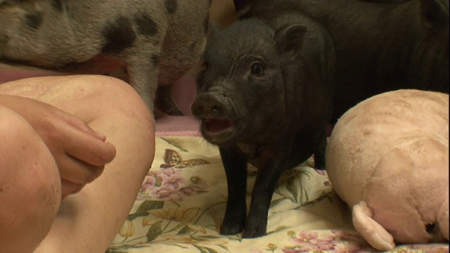 小猪从女人手里吃东西。视频素材