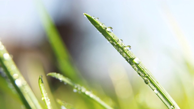 微距拍摄的绿色草与水滴在早晨的阳光。春天的感觉。视频素材