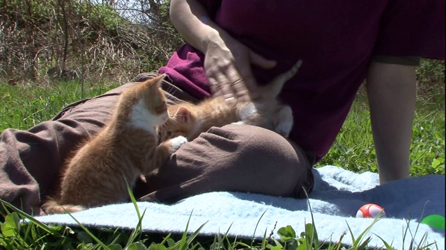 一个男人坐在草坪上和小猫玩耍。视频素材