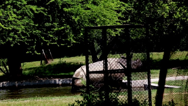 在动物园里休息的犀牛!视频素材
