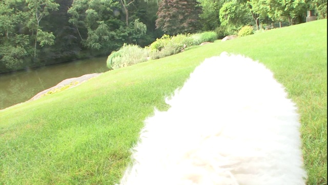 一只科蒙多幼犬好奇地嗅着，摇着尾巴。视频素材