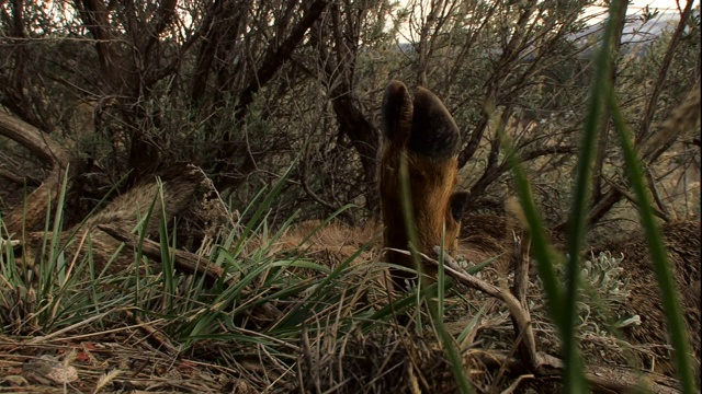 长长的草围绕着死鹿的蹄子。视频素材
